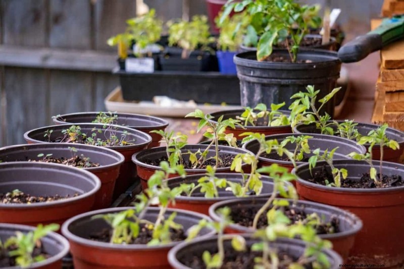Costi del giardinaggio in terrazza in India:una guida completa al giardinaggio in container a basso costo 