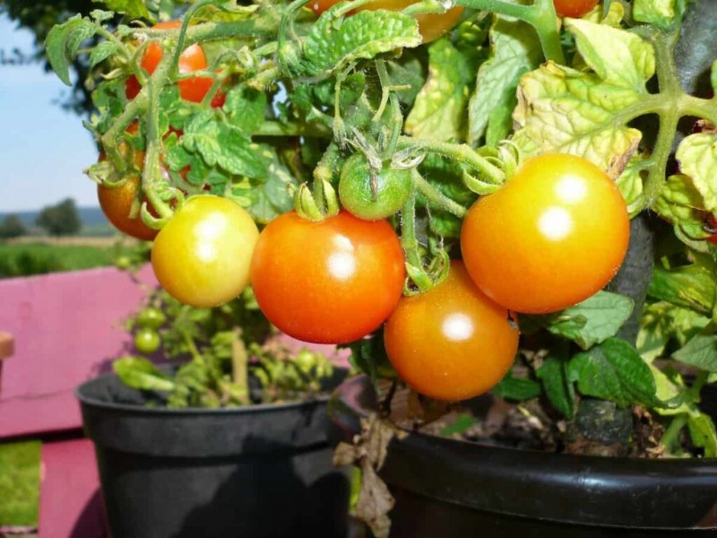 Containergartenbau für nachhaltige Städte im Nahen Osten 