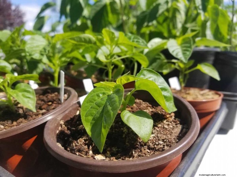 Containergartenbau für nachhaltige Städte im Nahen Osten 