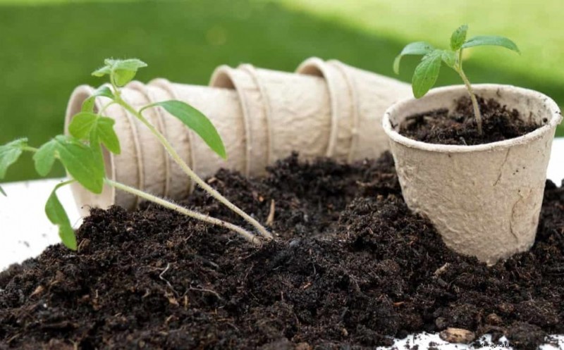 Containergartenbau für nachhaltige Städte im Nahen Osten 