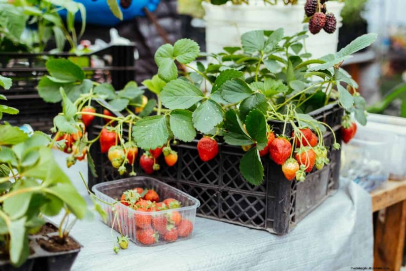 Containergartenbau für nachhaltige Städte im Nahen Osten 