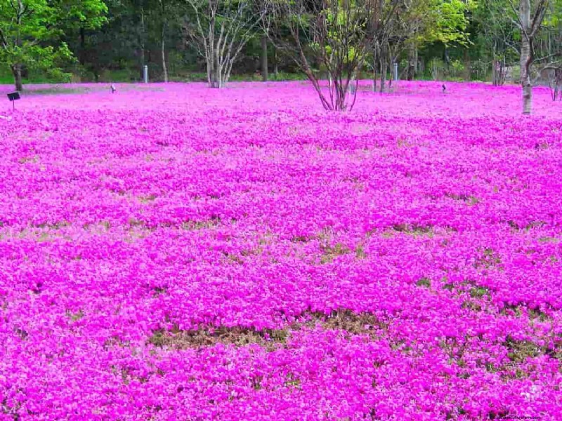 忍び寄るフロックス：見事な春の花の植え付けと手入れに関する完全ガイド 