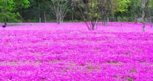 Kriechender Phlox:Eine vollständige Anleitung zum Pflanzen und Pflegen atemberaubender Frühlingsblüten 
