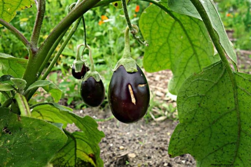 Buchi dei frutti delle melanzane:cause, prevenzione e soluzioni per i giardinieri 
