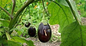 Auberginenfruchtlöcher:Ursachen, Vorbeugung und Lösungen für Gärtner 