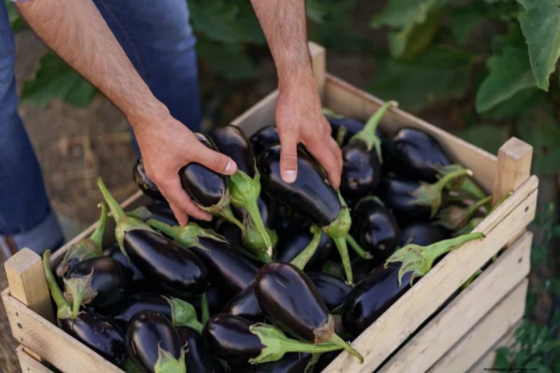Buchi dei frutti delle melanzane:cause, prevenzione e soluzioni per i giardinieri 