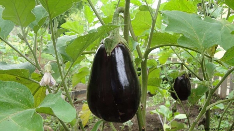Buchi dei frutti delle melanzane:cause, prevenzione e soluzioni per i giardinieri 