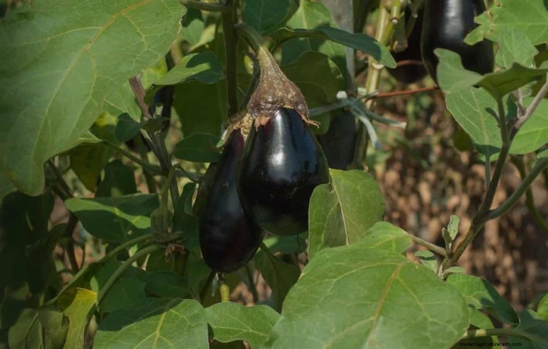 Buchi dei frutti delle melanzane:cause, prevenzione e soluzioni per i giardinieri 