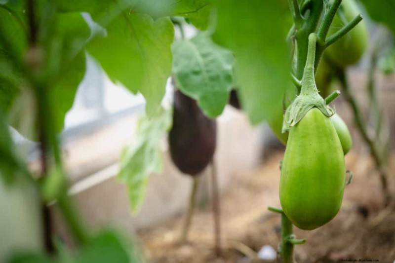 Buchi dei frutti delle melanzane:cause, prevenzione e soluzioni per i giardinieri 