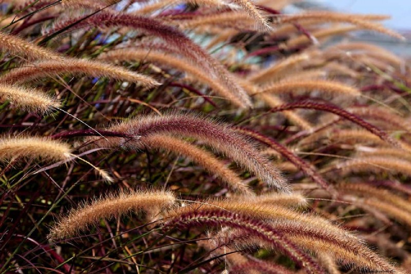 Guía experta:poda de pastos ornamentales para una salud y belleza óptimas 