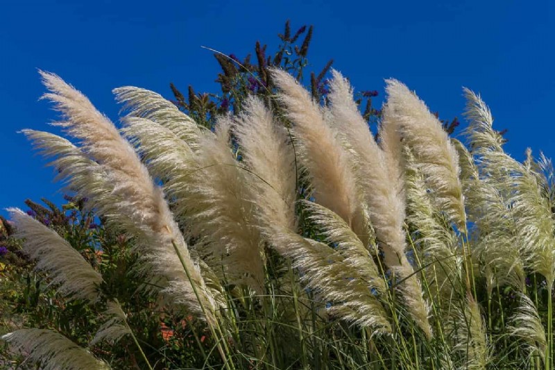 Guía experta:poda de pastos ornamentales para una salud y belleza óptimas 