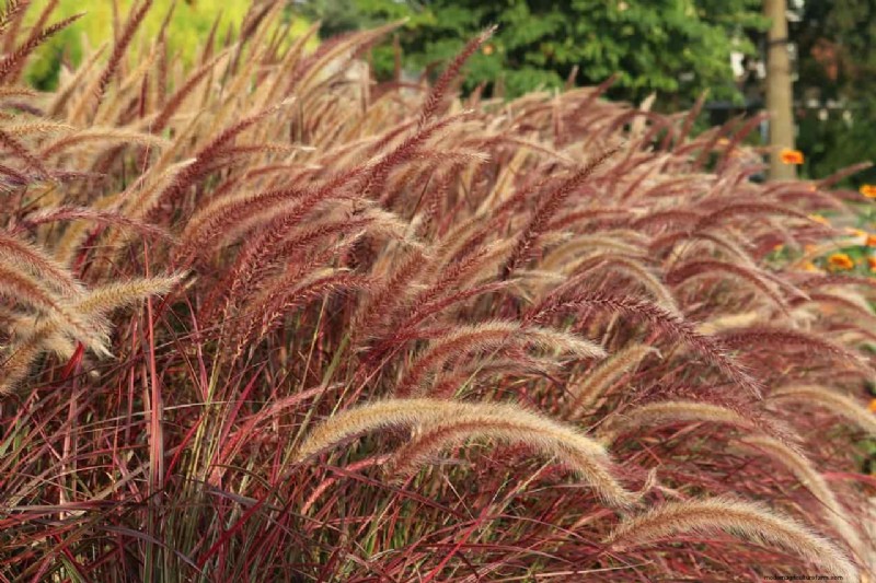 Guía experta:poda de pastos ornamentales para una salud y belleza óptimas 