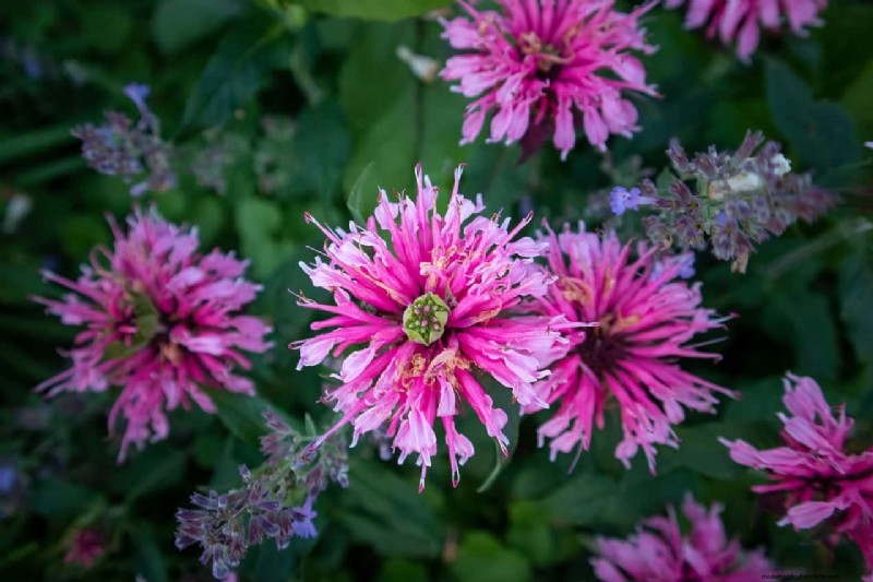 Bienenbalsam-Begleitpflanzung:Was Sie für ein gesundes Wachstum vermeiden sollten 