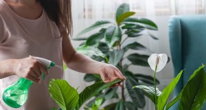 観葉植物の真菌ブヨに対する効果的な有機ソリューション 