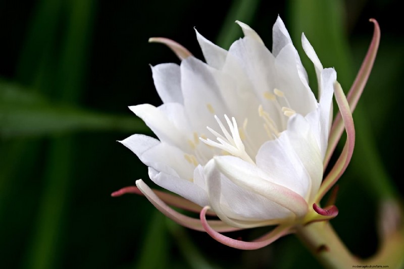 Brahma Kamal:Enthüllung des Königs der Himalaya-Blumen – Eigenschaften und Anbau 