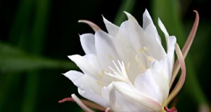 Brahma Kamal:onthulling van de koning van de bloemen uit de Himalaya - Eigenschappen en teelt 