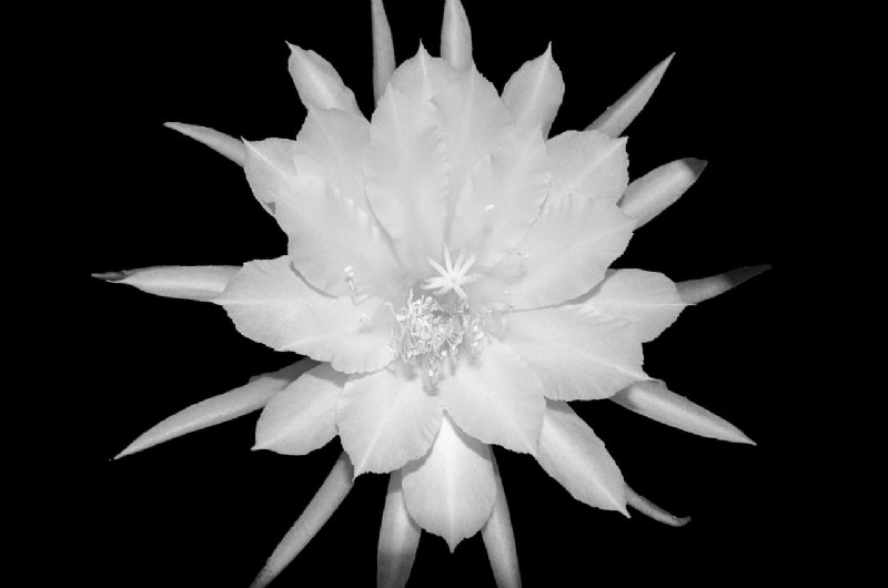 Brahma Kamal:Enthüllung des Königs der Himalaya-Blumen – Eigenschaften und Anbau 