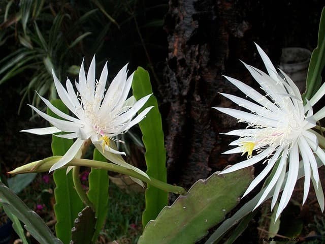 Brahma Kamal:Enthüllung des Königs der Himalaya-Blumen – Eigenschaften und Anbau 