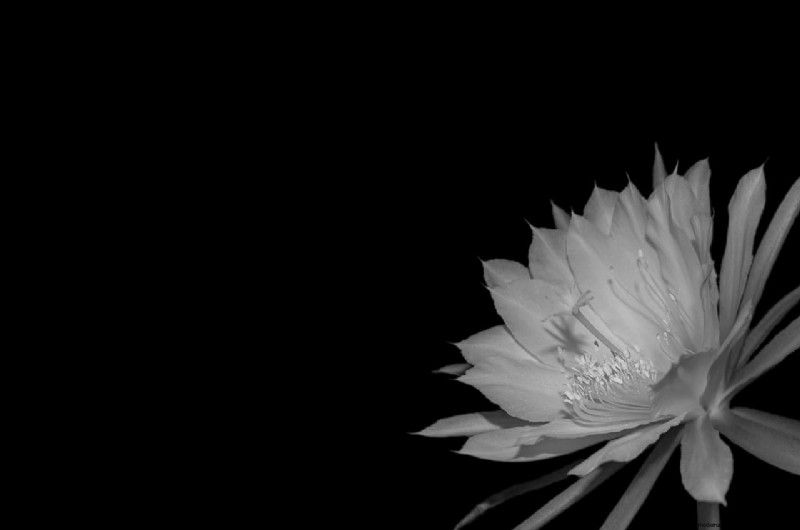Brahma Kamal:Enthüllung des Königs der Himalaya-Blumen – Eigenschaften und Anbau 