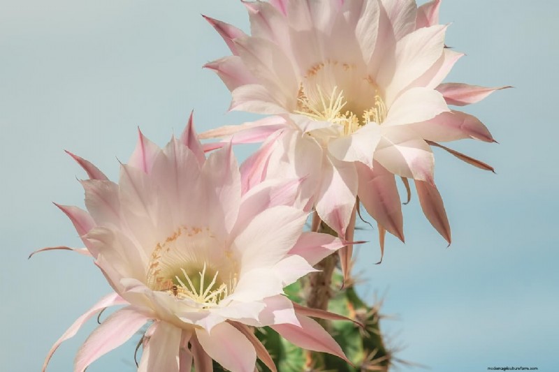 Brahma Kamal:Enthüllung des Königs der Himalaya-Blumen – Eigenschaften und Anbau 
