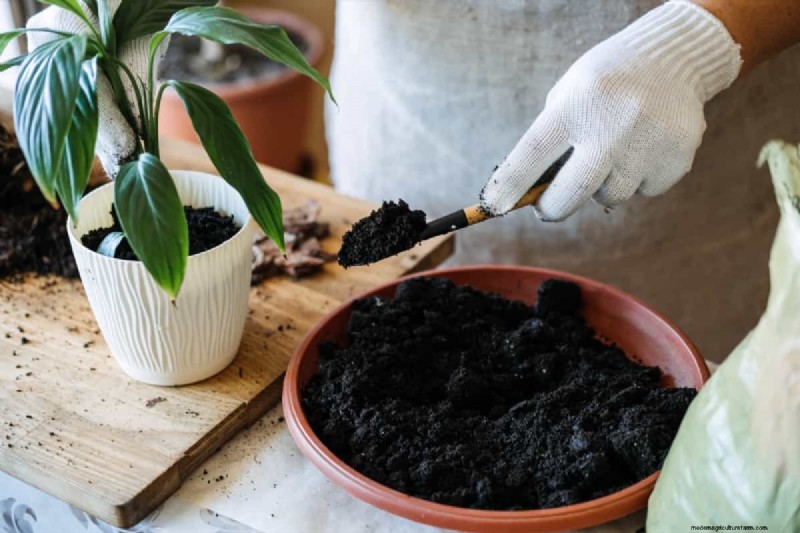 Optimale Topfgröße für Zimmerpflanzen:Ein Leitfaden zum Verhältnis von Höhe zu Topf 