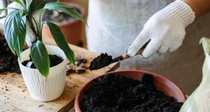 Optimale Topfgröße für Zimmerpflanzen:Ein Leitfaden zum Verhältnis von Höhe zu Topf 