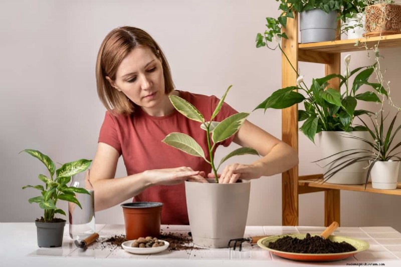 Optimale Topfgröße für Zimmerpflanzen:Ein Leitfaden zum Verhältnis von Höhe zu Topf 