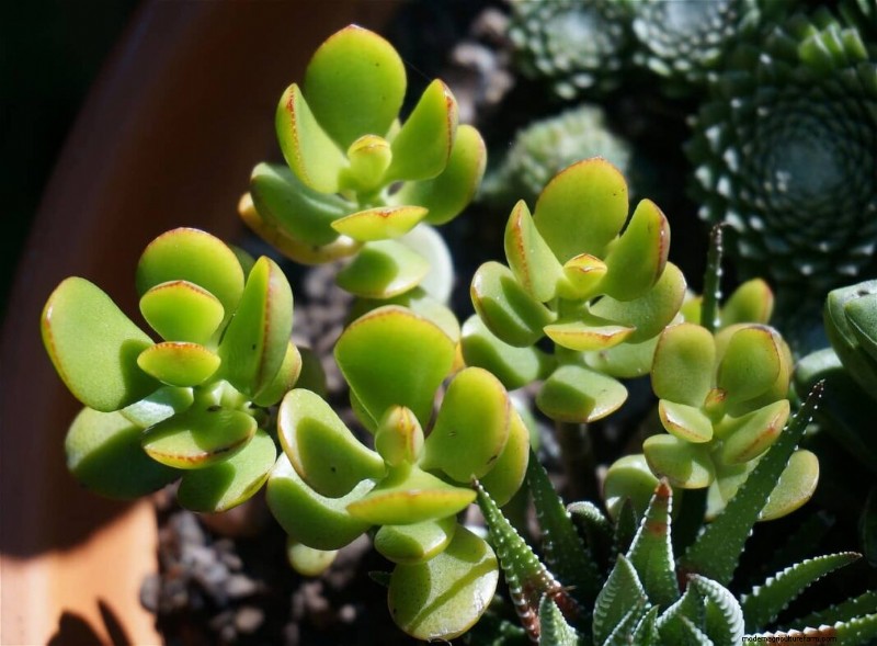 翡翠の植物:利点、手入れ、象徴性 - 包括的なガイド 