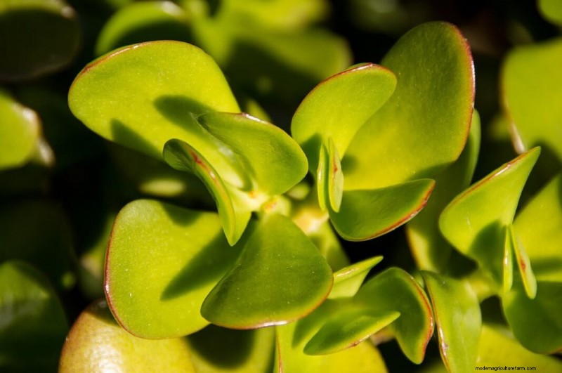 翡翠の植物:利点、手入れ、象徴性 - 包括的なガイド 