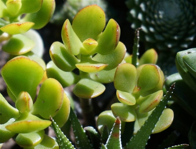 翡翠の植物:利点、手入れ、象徴性 - 包括的なガイド 