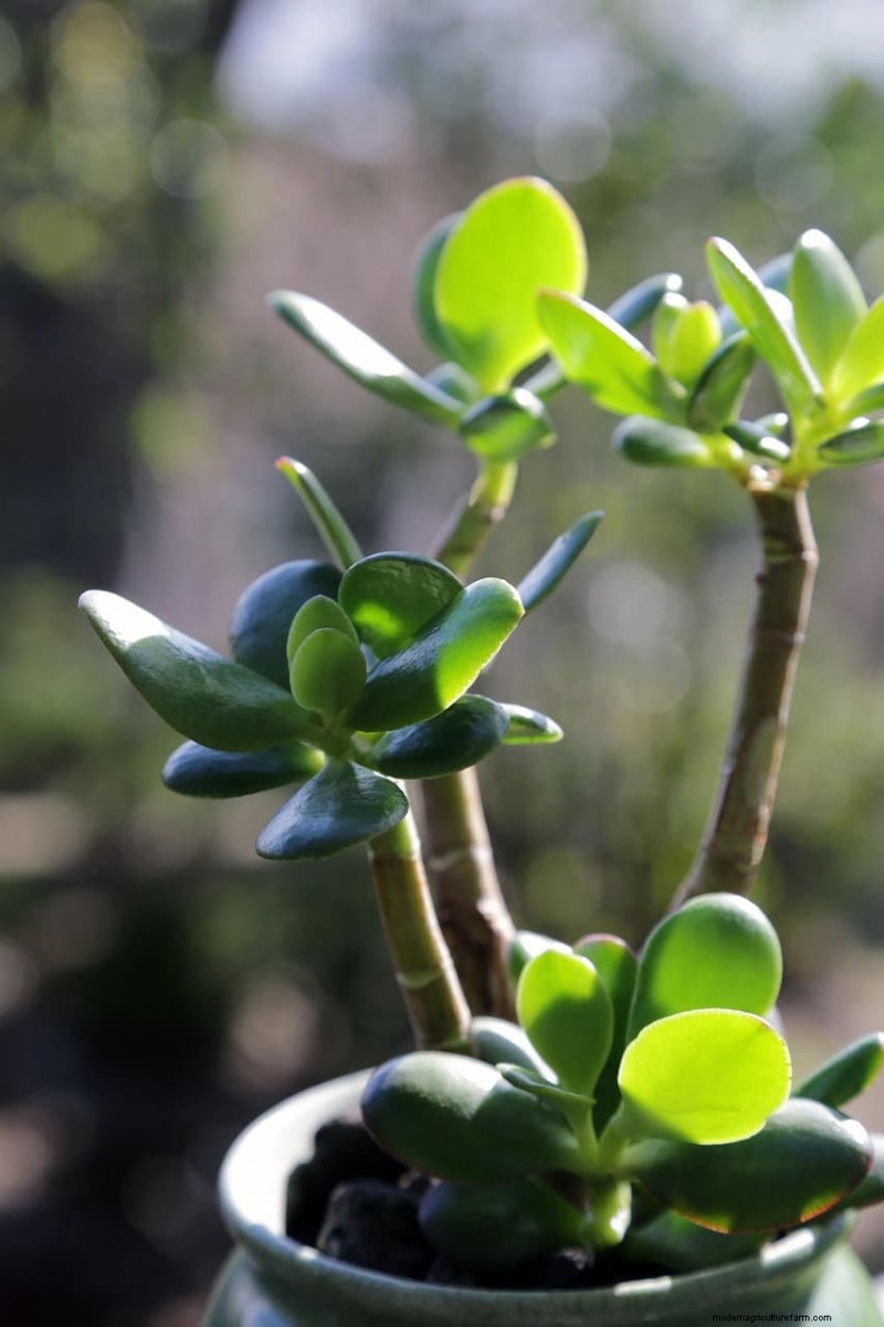 翡翠の植物:利点、手入れ、象徴性 - 包括的なガイド 