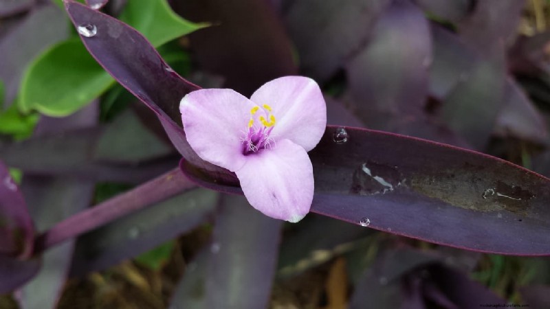 Wandering Jood Plant Care:een uitgebreide gids voor bloeiende groei 