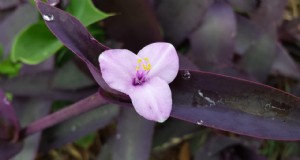 Wandering Jood Plant Care:een uitgebreide gids voor bloeiende groei 