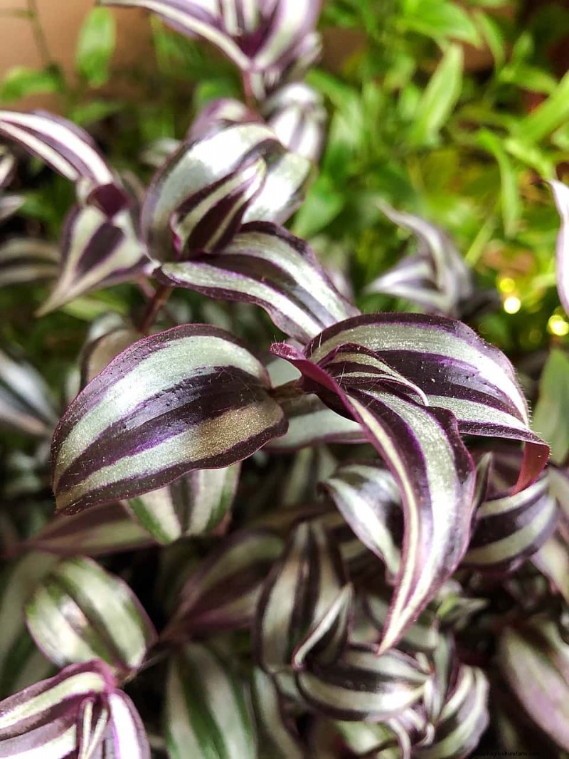 Wandering Jood Plant Care:een uitgebreide gids voor bloeiende groei 