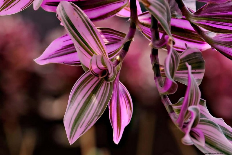 Wandering Jood Plant Care:een uitgebreide gids voor bloeiende groei 