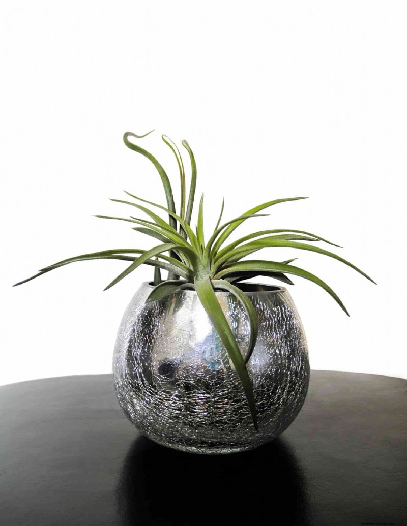 Cura della Tillandsia:una guida completa per far prosperare le piante aeree in ambienti chiusi 
