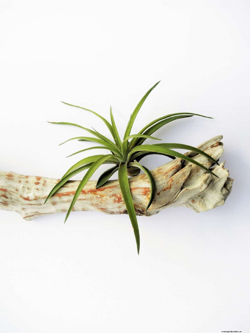 Cura della Tillandsia:una guida completa per far prosperare le piante aeree in ambienti chiusi 
