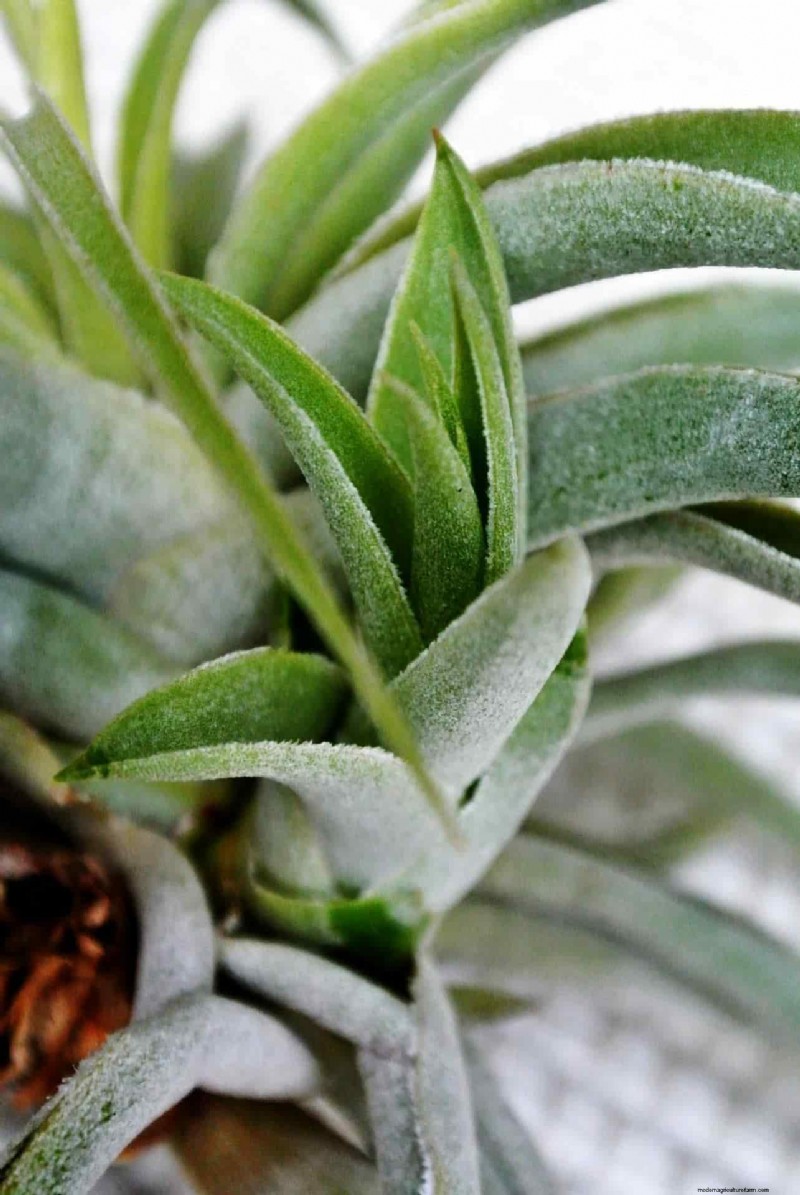Cura della Tillandsia:una guida completa per far prosperare le piante aeree in ambienti chiusi 