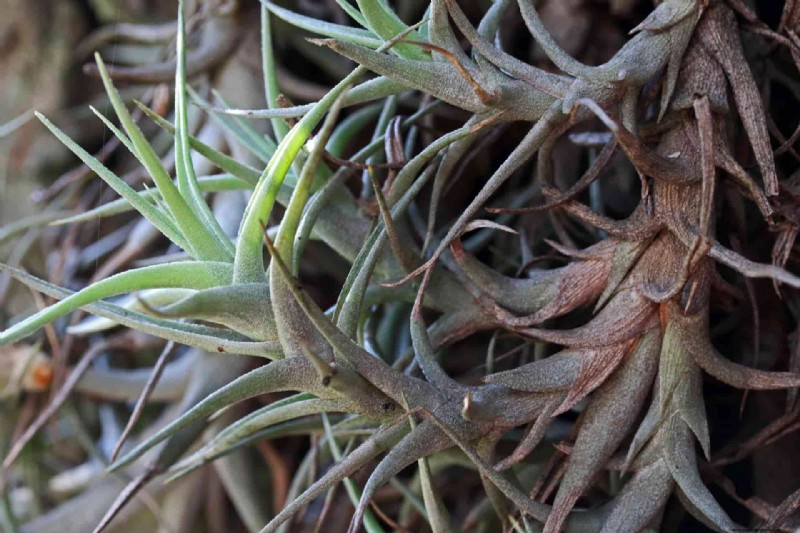 Cura della Tillandsia:una guida completa per far prosperare le piante aeree in ambienti chiusi 