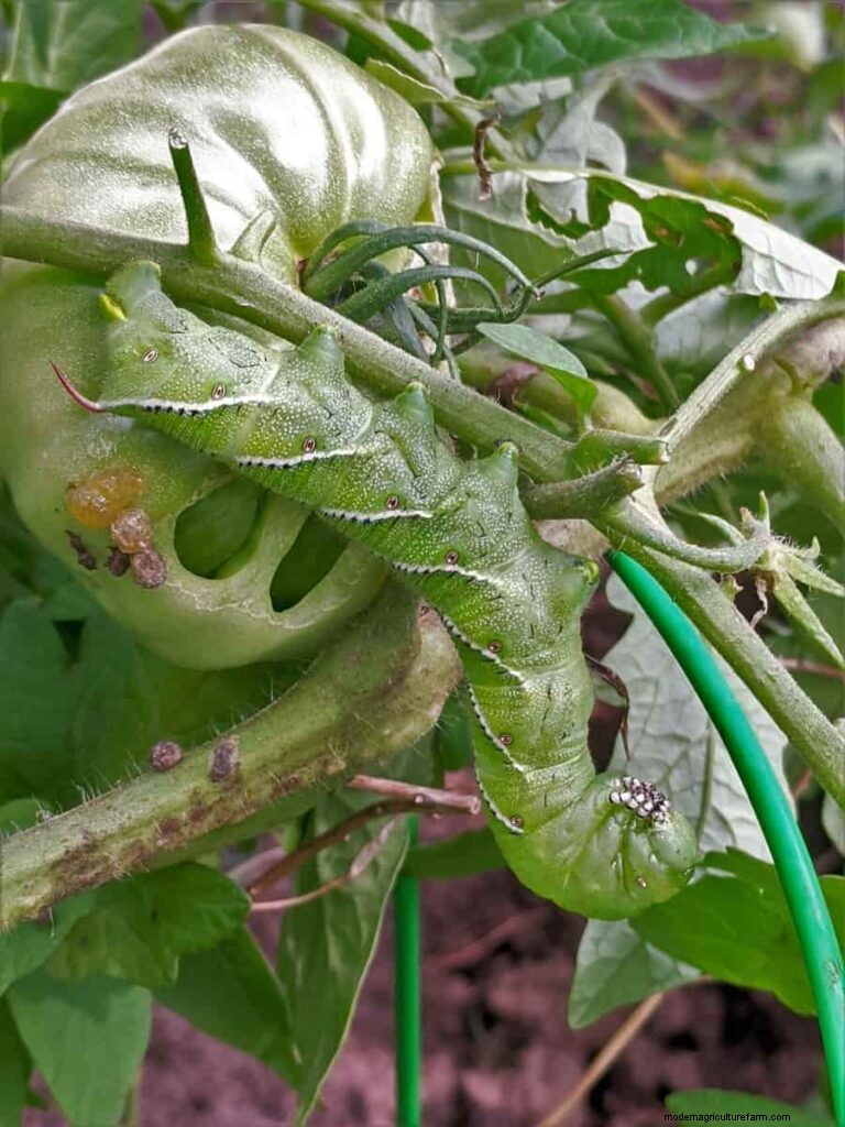 Probleme mit Tomatenpflanzen:Ursachen, Symptome und wirksame Lösungen 