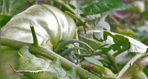 Probleme mit Tomatenpflanzen:Ursachen, Symptome und wirksame Lösungen 