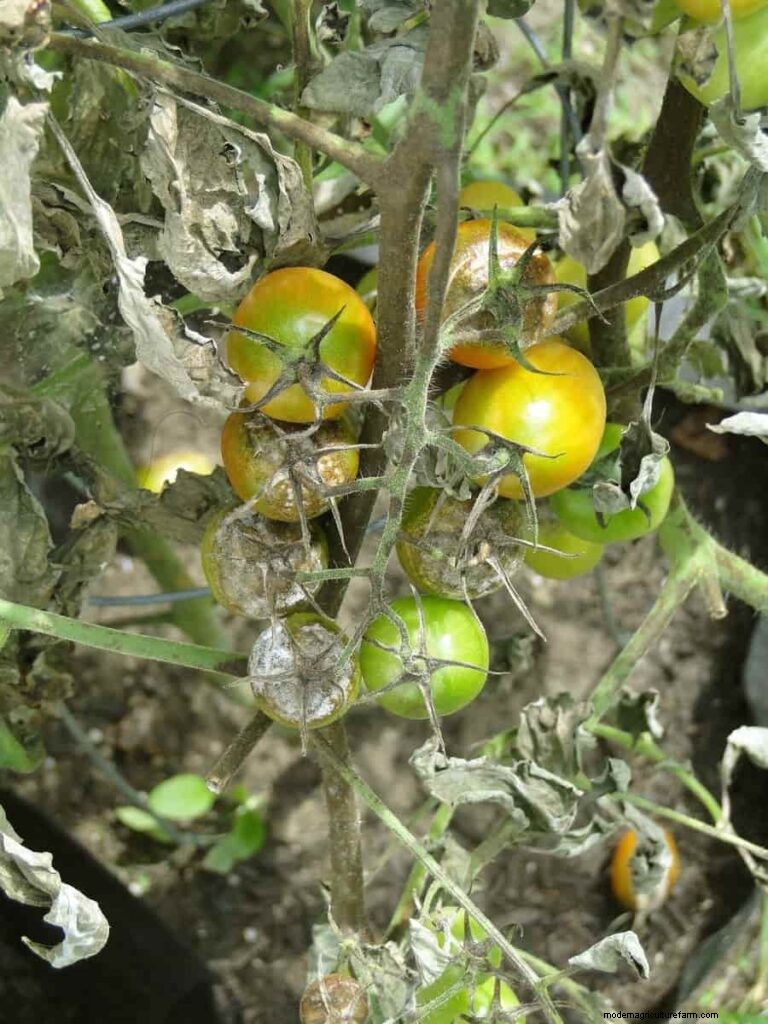 Probleme mit Tomatenpflanzen:Ursachen, Symptome und wirksame Lösungen 