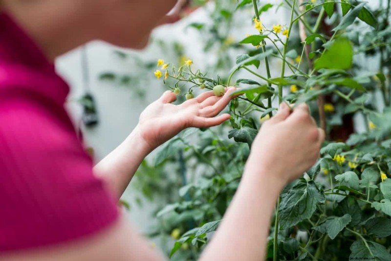 Probleme mit Tomatenpflanzen:Ursachen, Symptome und wirksame Lösungen 
