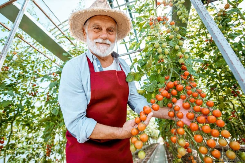 Probleme mit Tomatenpflanzen:Ursachen, Symptome und wirksame Lösungen 