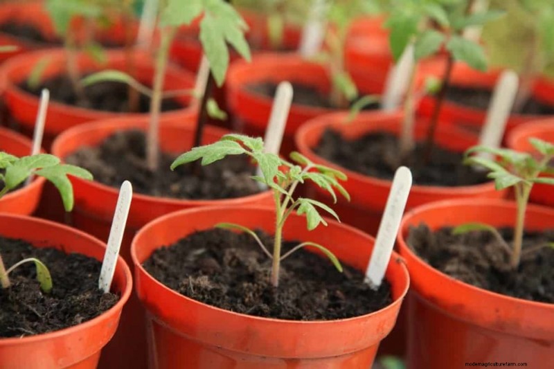 Probleme mit Tomatenpflanzen:Ursachen, Symptome und wirksame Lösungen 