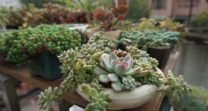 Kosten voor indoor succulente tuinen:een complete gids voor beginners 
