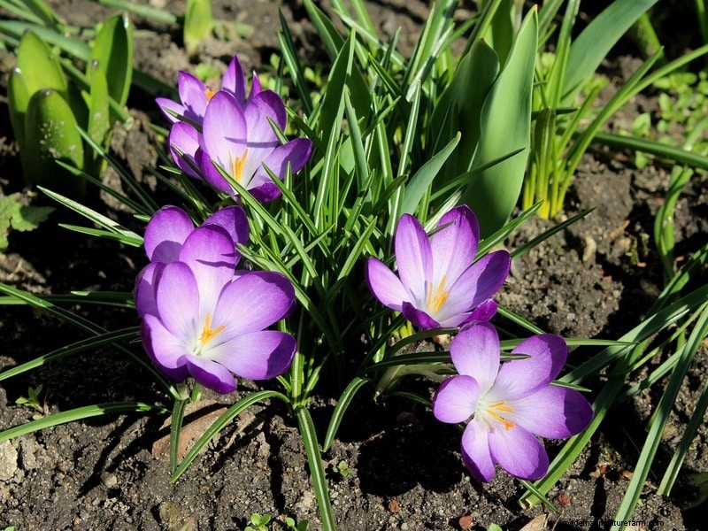 Optimale grond voor saffraan:een tuinmangids voor voorbereiding 