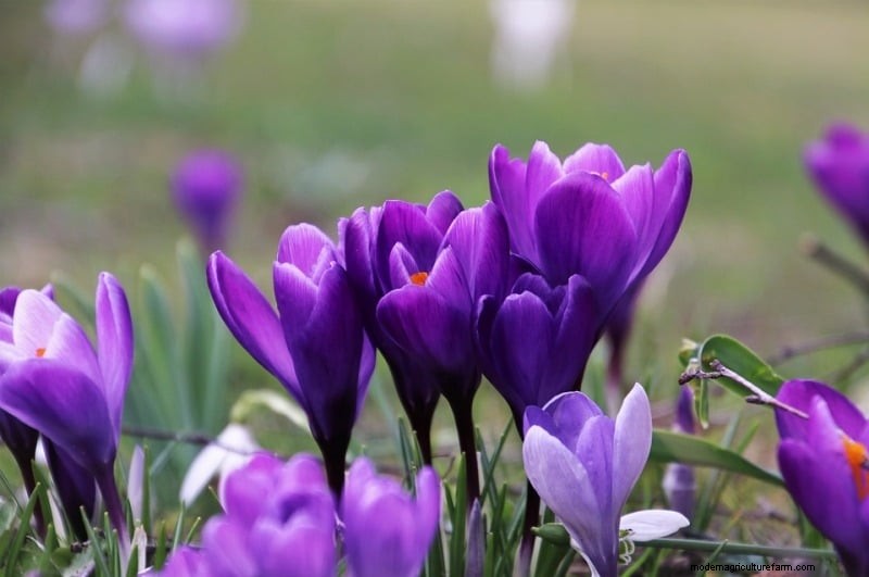 Optimale grond voor saffraan:een tuinmangids voor voorbereiding 