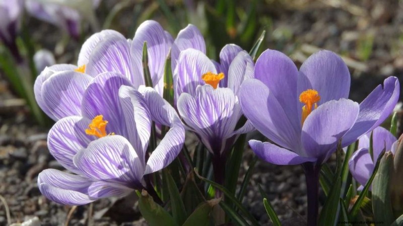 Optimale grond voor saffraan:een tuinmangids voor voorbereiding 