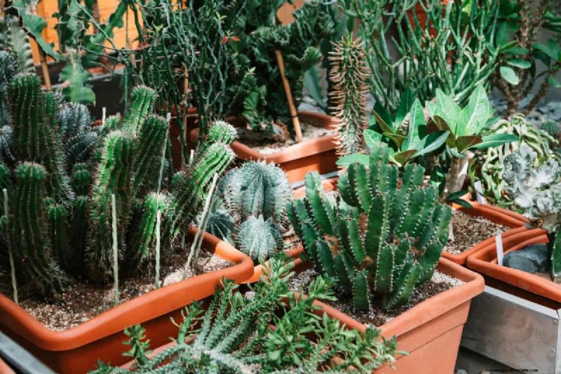 Salvataggio di piante grasse:18 consigli comprovati per far rivivere le piante grasse morenti 